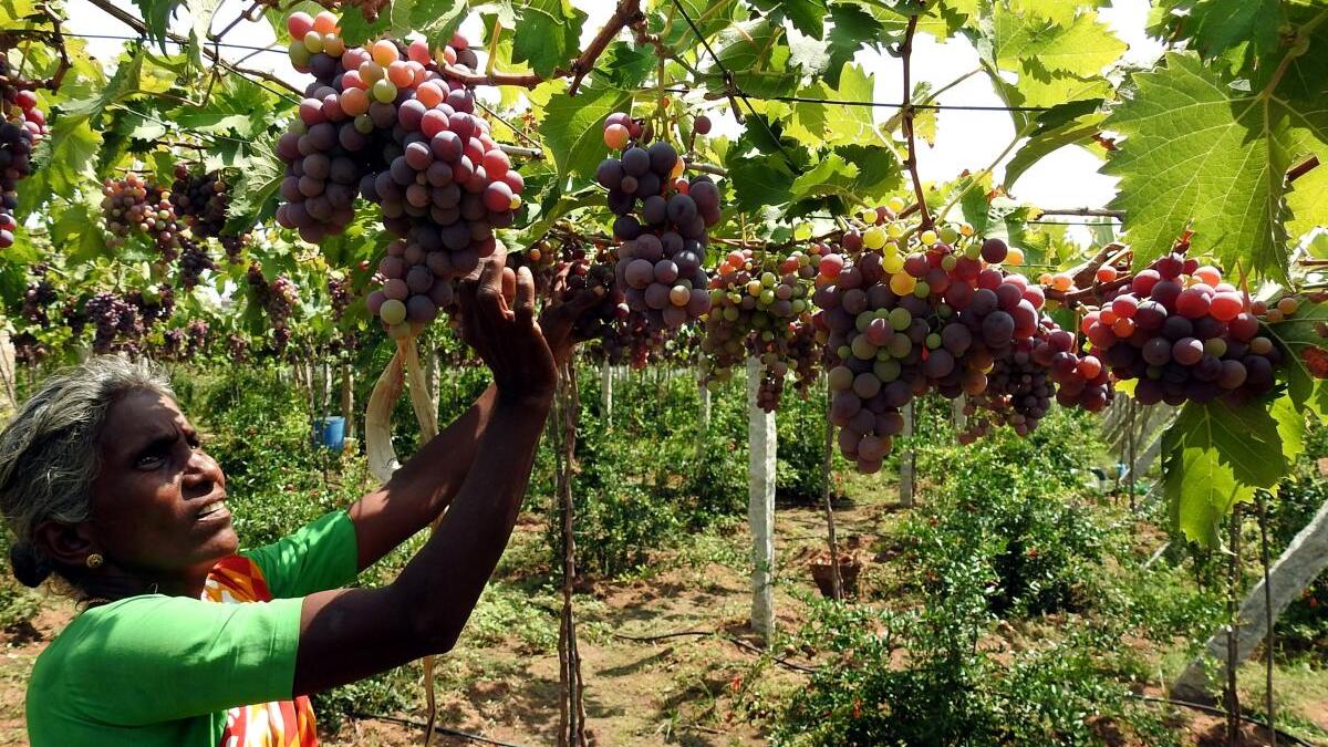 Tamil Nadu’s Cumbum grapes gets Geographical Indication tag The Hindu